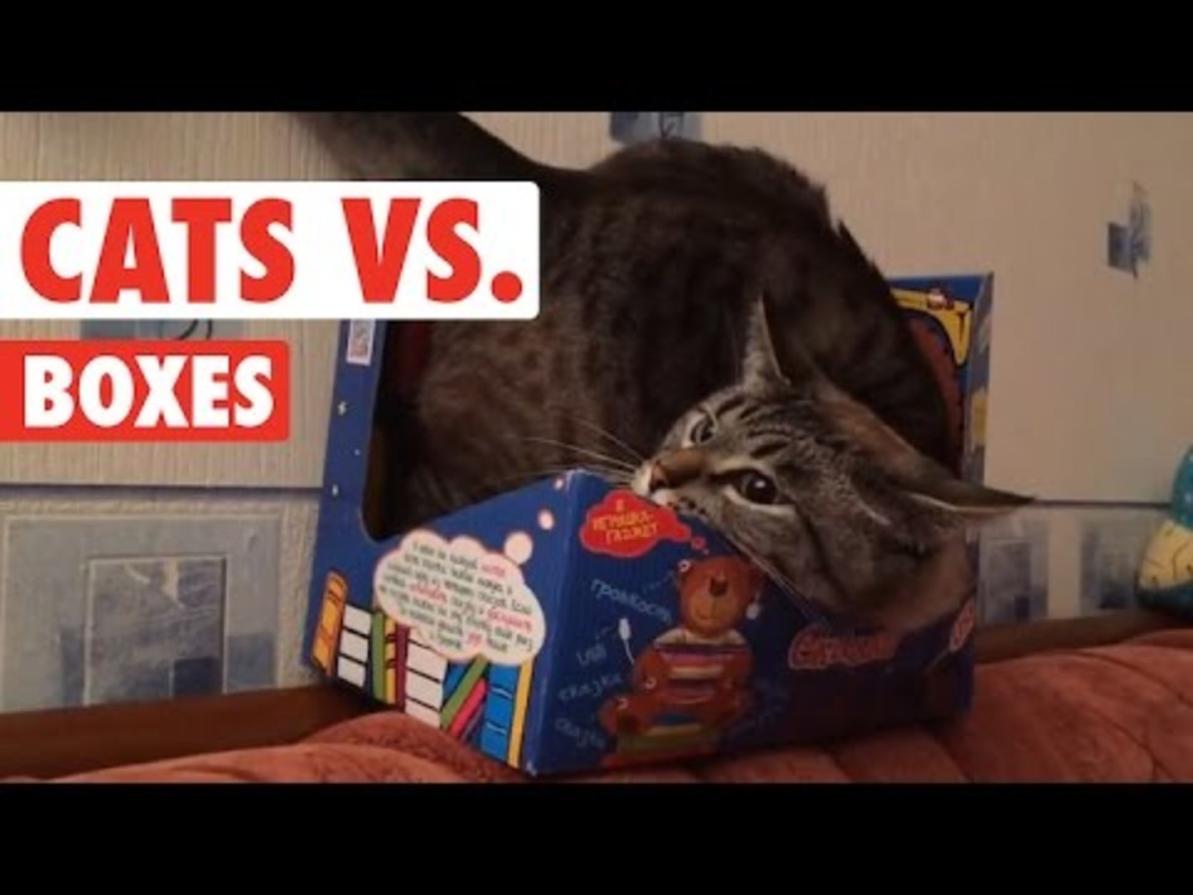 Cats in Boxes  Cats VS Boxes Funny Pet Compilation