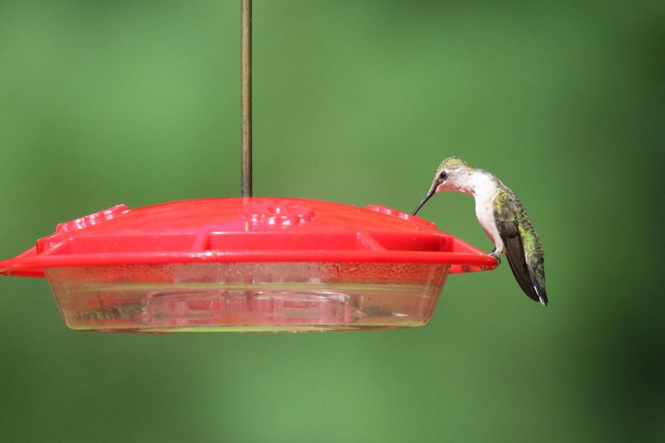 The Best Place to Hang Bird Feeders