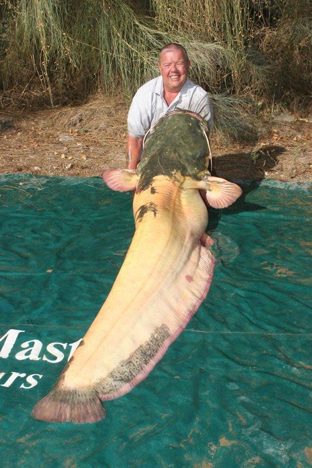Monster' albino wels catfish may be largest ever caught - Yahoo Sports