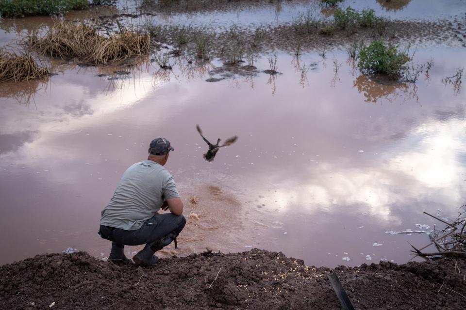 Chris Klasen releases a Mexican duck on Aug. 16, 2023, at the Whitewater Draw Wildlife Area in McNeal, Arizona.