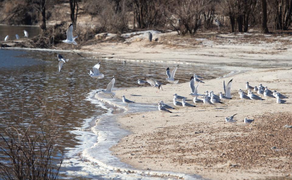 Seagulls at the Ross Barnett Reservoir take flight off a sandbar edged in ice on day two of frigid temperatures Wednesday. Ice and temperatures in the teens remained after a winter storm moved into the state Monday night.