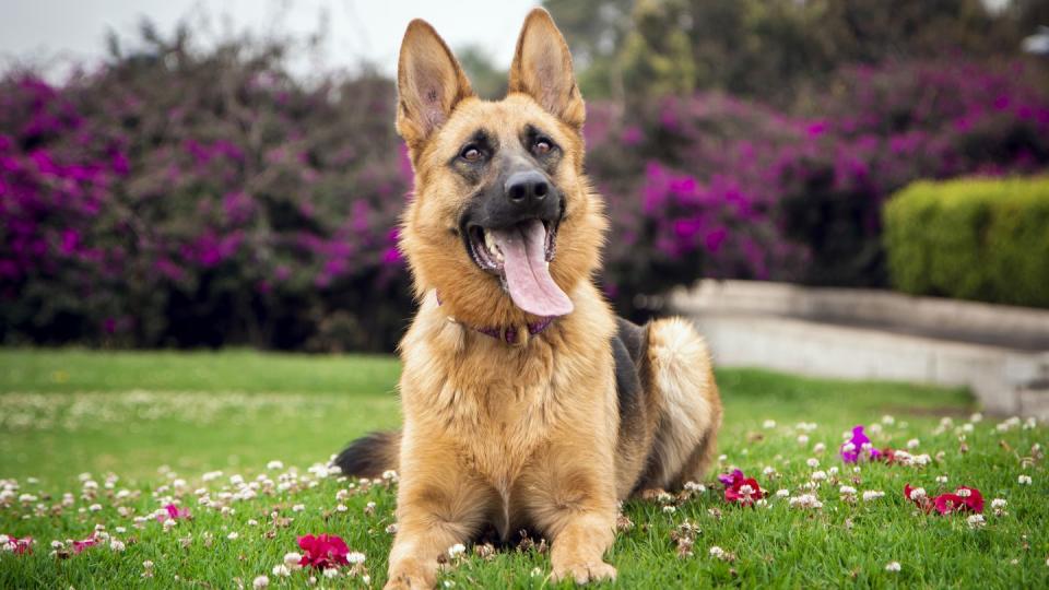 german shepherd dog lying on the grass