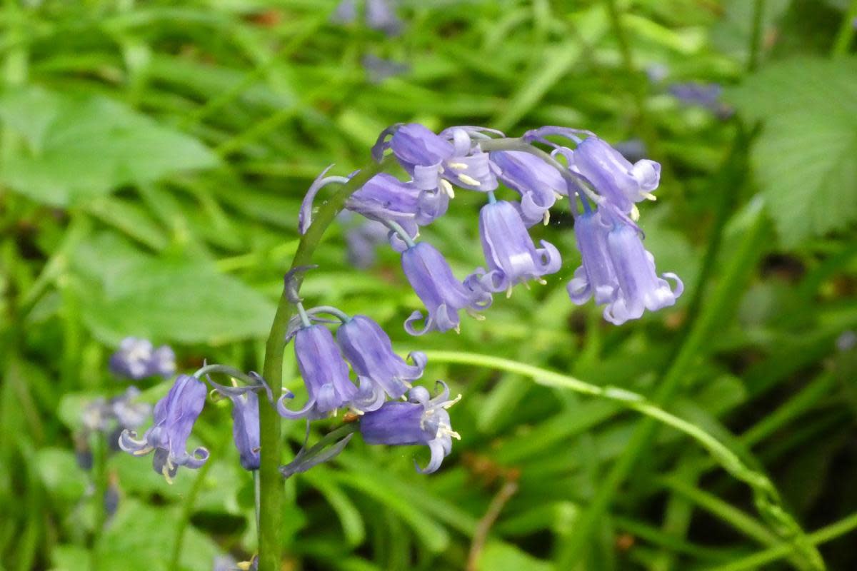 Here's why you shouldn't pick bluebells when going for a walk in the woods <i>(Image: Brian Smith)</i>