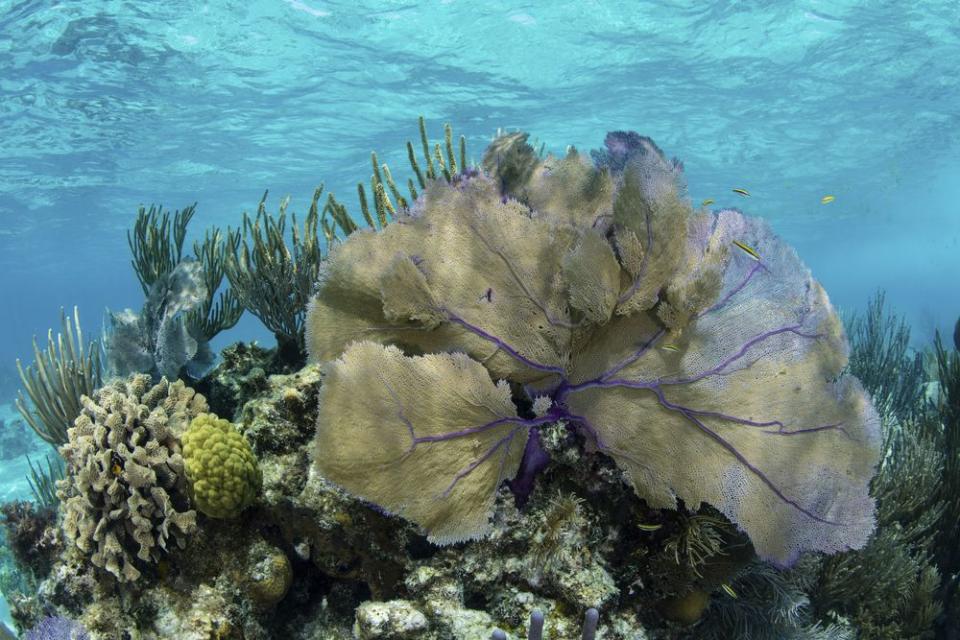 El agujero se ubica en medio de la Barrera de Arrecifes de Belice, el segundo sistema de arrecifes más grande del mundo. (Foto Coastal Living)