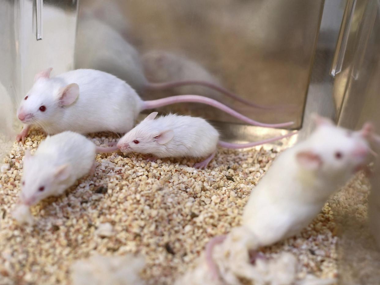 The GM mice were less interested in going into a compartment they associated with being given cocaine than ordinary mice: Getty