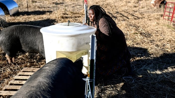 Shara LaFave adjusts her pigs’ waterer at her farm, Agape Organic Farm, last October in Dansville, Michigan. (Photo: Nick King/Lansing State Journal/USA TODAY NETWORK)