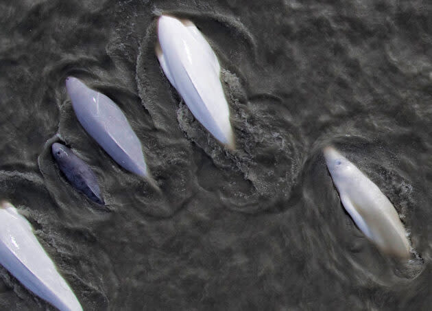 Cook Inlet beluga whales