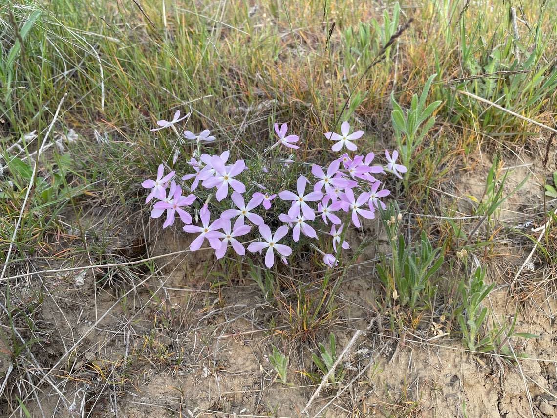 Phlox on Badger Mountain in Richland, Wash.