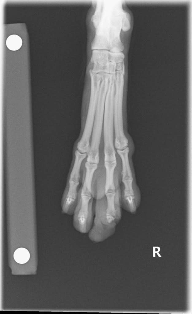 Another dog’s middle toe had to be amputated after it was caught in the grooves of an escalator. amcny.org