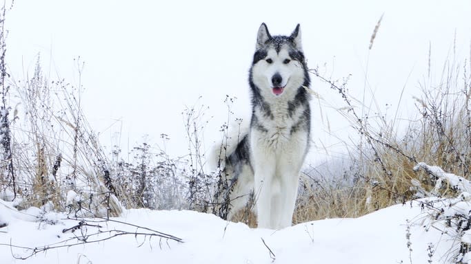 Alaskan Malamute