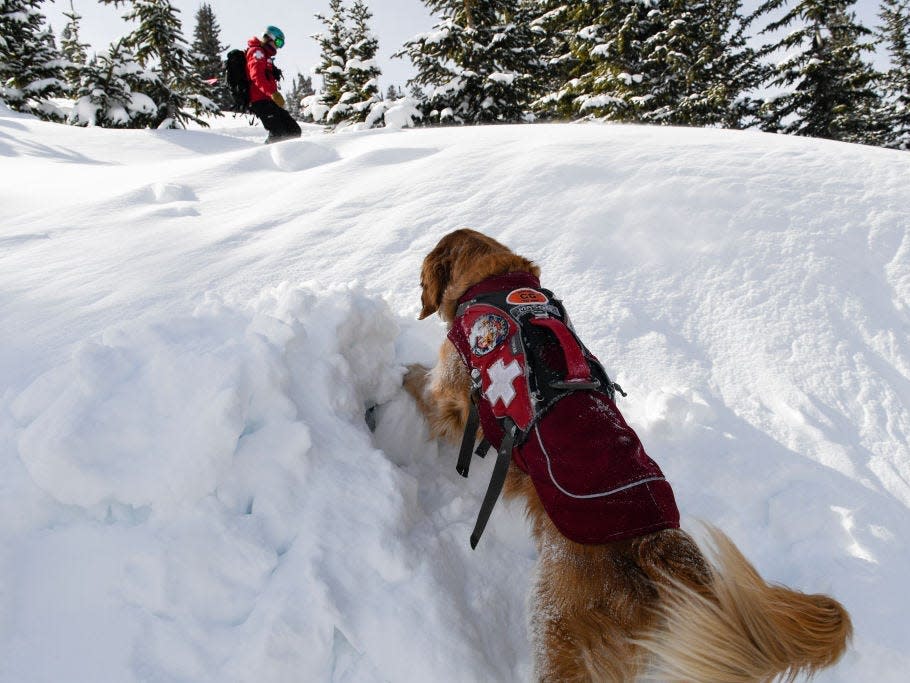 dog tries to rescue someone covered by an avalanche