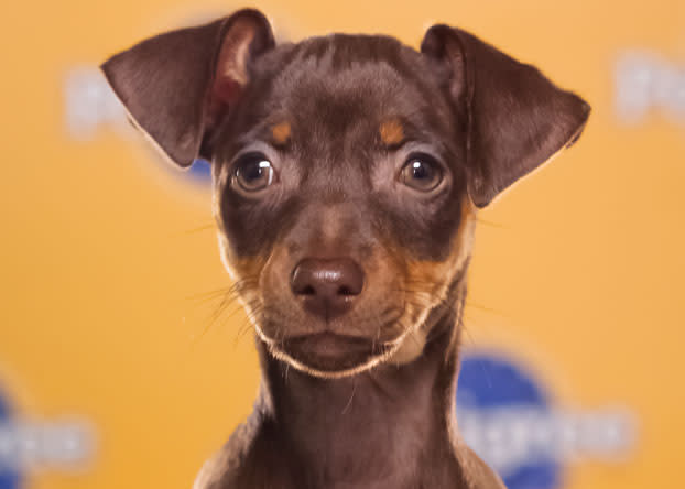 Agatha, a 9-week-old miniature pinscher, loves to be the center of attention and "get everyone going." (Photo by Keith Barraclough/DCL)