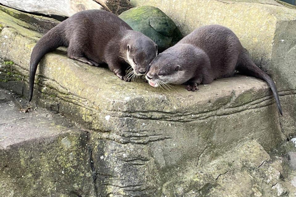 Harris was moved from Gweek in Cornwall to Sea Life Scarborough to be with Pumpkin (SEA LIFE SCARBOROUGH)