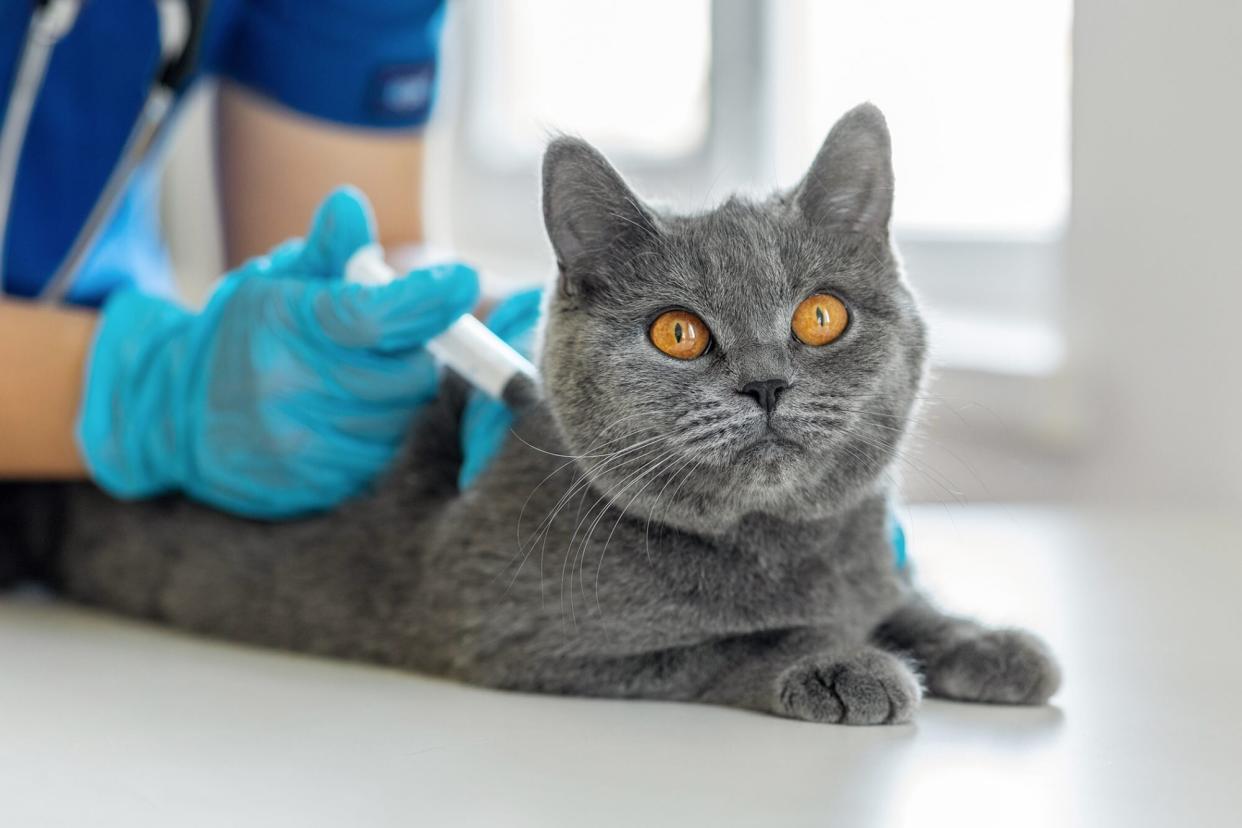 cat receiving a distemper vaccine from a vet tech