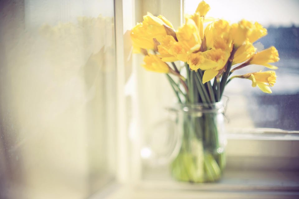 Daffodil when ingested can cause vomiting, diarrhoea, abdominal pain, convulsions and a potentially fatal drop in blood pressure. Source: Getty Images