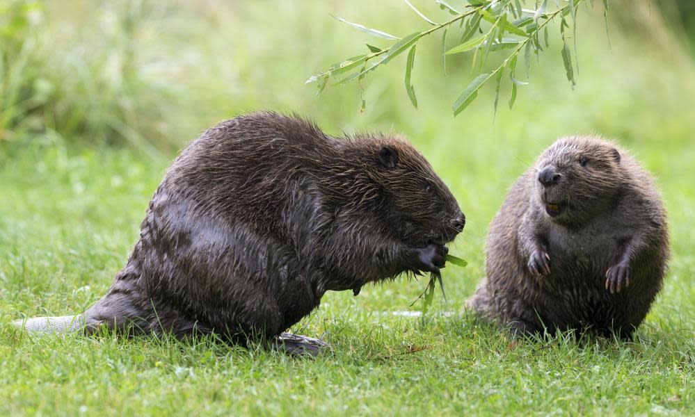 Beavers