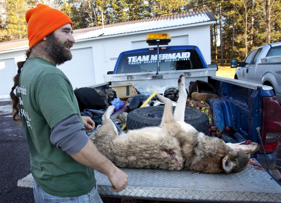 Wolf hunting remains an accepted practice in some areas, often fuelled by fears over the danger wolves pose to farm livestock in human captivity. (AP Photo/The Grand Rapids Press, Cory Morse)