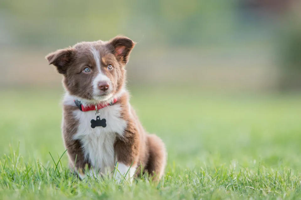 A small brown purebred Border Collie puppy outside in the grass.