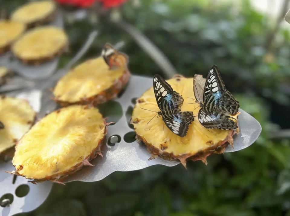 The butterflies at Singapore's Changi International Airport.