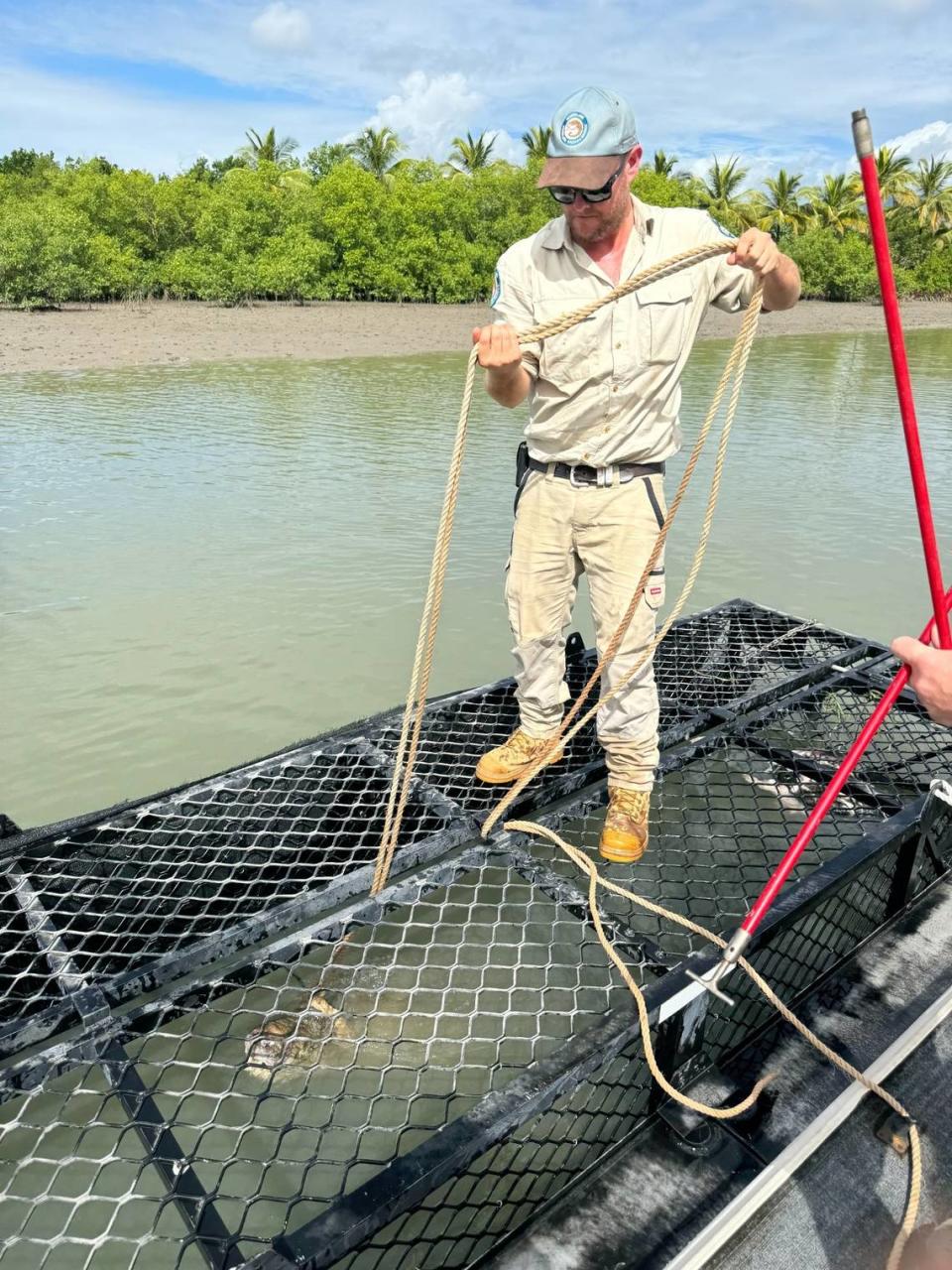 A wildlife official stands on the baited trap with the 13-foot-long crocodile caught inside.