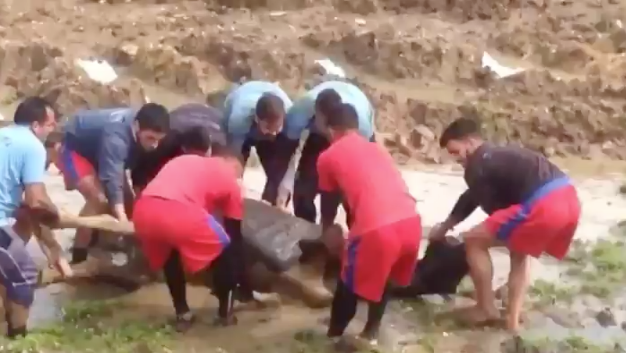 Jugadores de Cerro Largo (Uruguay) salvaron la vida de una vaca / Foto: Captura de pantalla Twitter @CerroLargoFC