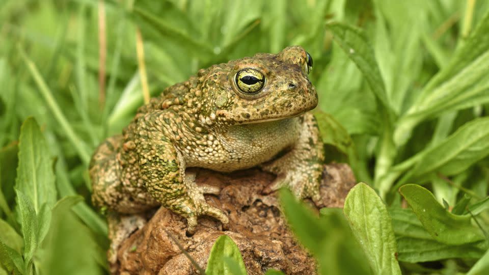 The natterjack toad is one of Britain's rarest amphibian species. - J Moreno/imageBROKER/Shutterstock