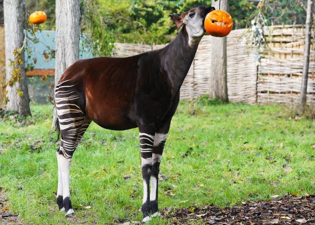 An okapi looks for treats hidden inside a pumpkin