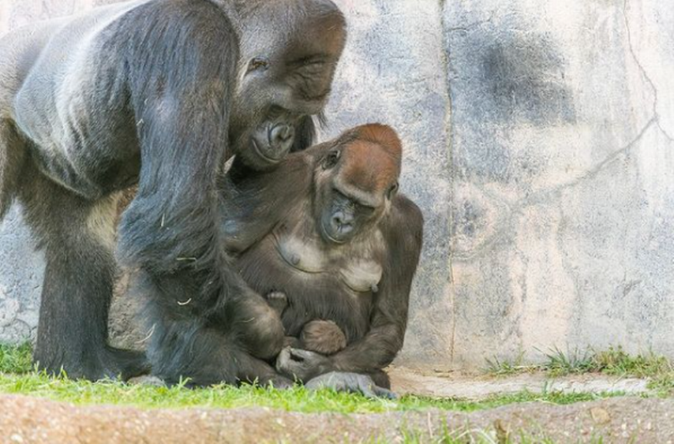 A video of zookeepers trapped with a silverback gorilla, Elmo, at the Fort Worth Zoo’s gorilla enclosure went viral this week, but the incident was from Oct. 20, 2023, according to zoo officials.