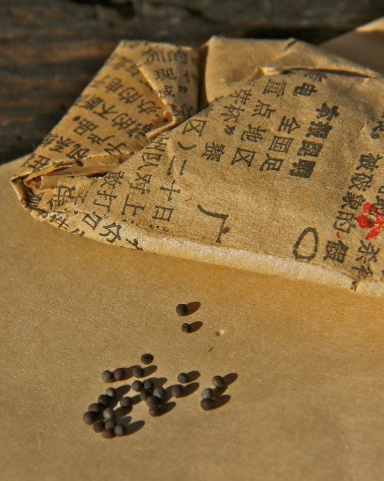 Bok choi seeds sit on a piece of kraft paper with printed Hanzi. The heirloom variety was donated by a Tucson resident of Chinese heritage to Mission Garden.