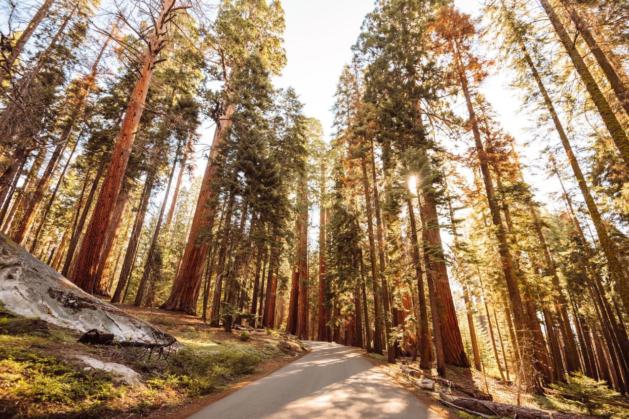 The Giant Sequoia National Monument, California