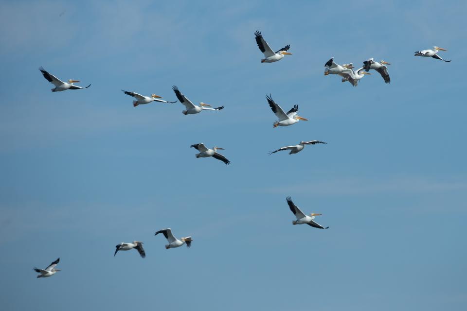 Migrating pelicans fill a portion of the sky as they find a spot to land at Lake Perry on Sunday morning.