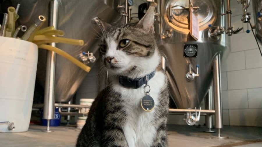 Horatio, the “Assistant Manager Cat” at Seventh Son Brewery, has been diagnosed with cancer. (Courtesy Photo/Joseph Krygier)