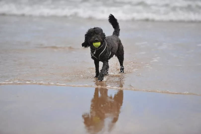 The Public Space Protection Orders restricting dogs from busy beaches are in place for five months