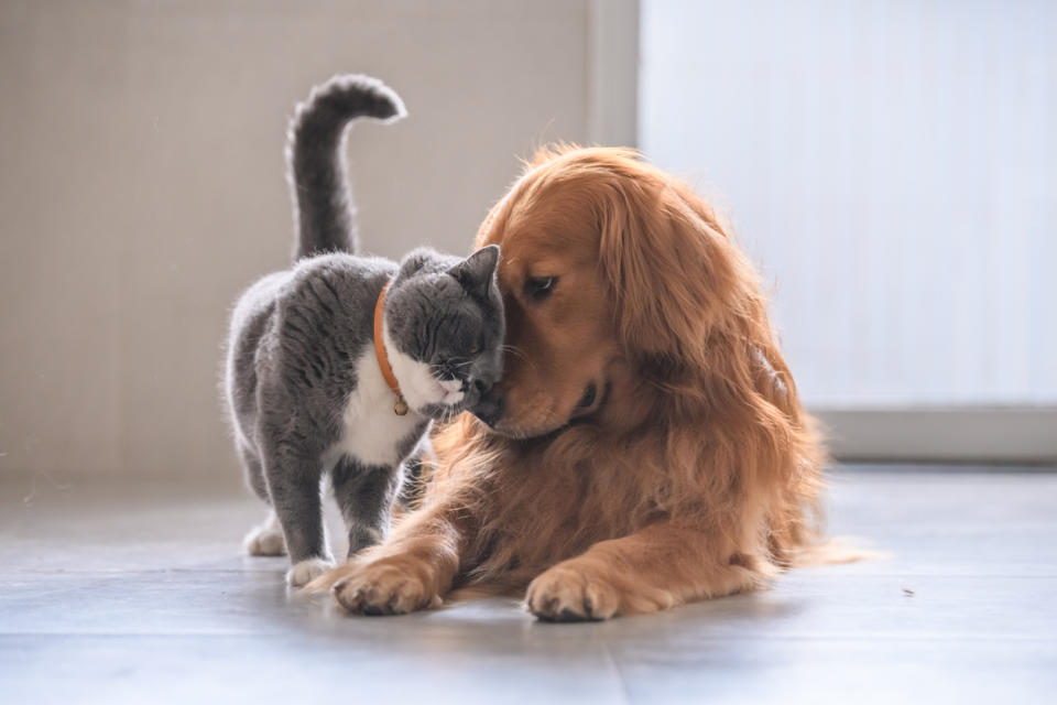 Shedding pets are no match for these hair-removing tools. (Source: iStock)