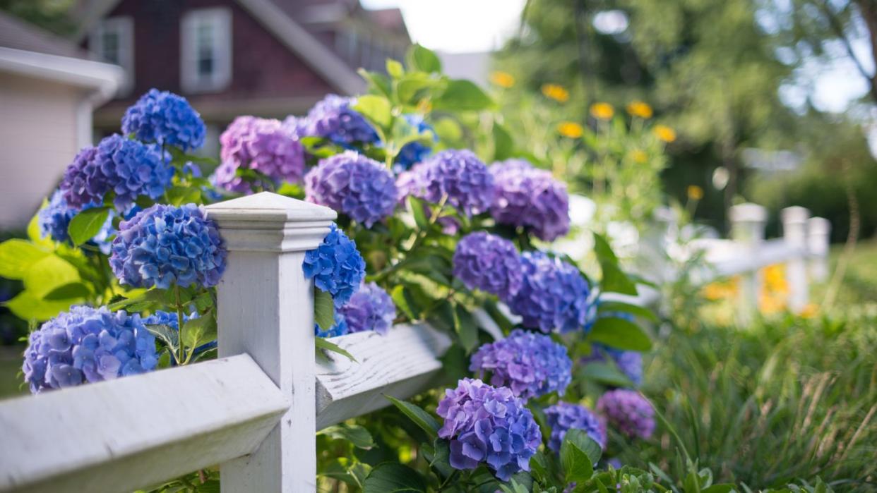 blue, flower, lavender, purple, plant, hydrangea, hydrangeaceae, flowering plant, botany, spring,