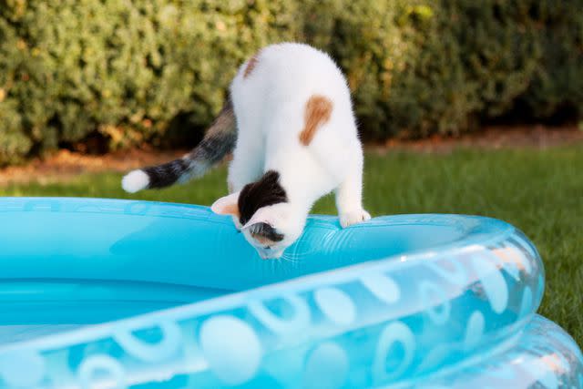 <p>Getty</p> Kitten sits on a plastic blue pool