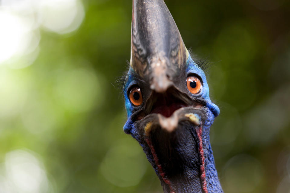 A cassowary is pictured in a stock photo.