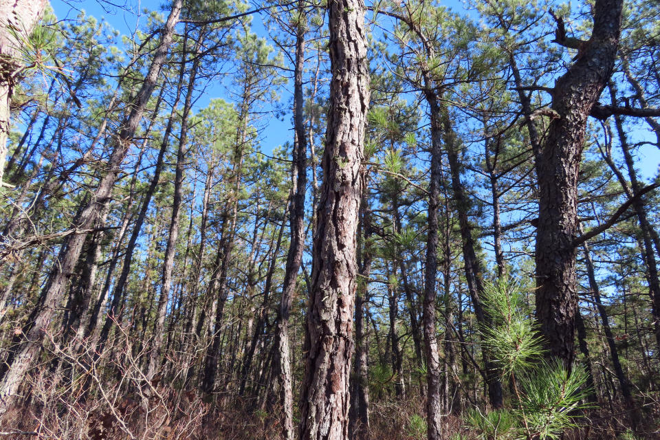 A few large pine trees are surrounded by smaller ones in a section of Bass River State Forest in Bass River Township, N.J. on Friday, Nov. 18, 2022. A recently approved plan will cut 2.4 million trees from the forest, most of them small, narrow trees, designed to remove fuel that could make wildfires worse. But environmentalists are split over the plan, with some calling it a tragic loss of trees that would otherwise store carbon in an era of climate change. (AP Photo/Wayne Parry)