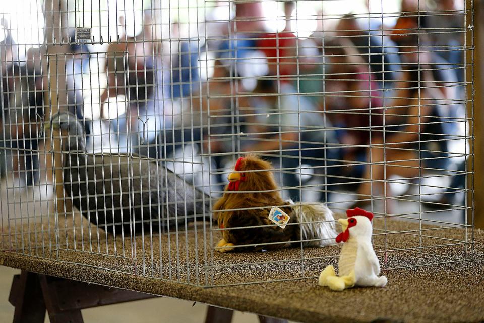 Stuffed poultry sit in a cage before the judging of the Junior Fair poultry show at the Ashland County Fair on Sunday, Sept. 18, 2022. Due to the bird flu, exhibitors were not permitted to bring live projects.