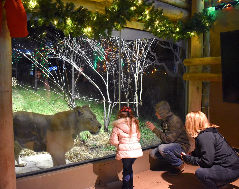 Guests check out the lion at a previous Wild Lights at the Akron Zoo.