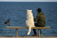 A man sits with his dog on a bench as they watch the Mediterranean sea in Barcelona, Spain, Sunday, April 26, 2020 as the lockdown to combat the spread of coronavirus continues. From Sunday, children under 14 years old will be allowed to take walks with a parent for up to one hour and within one kilometer from home, ending six weeks of compete seclusion. (AP Photo/Emilio Morenatti)