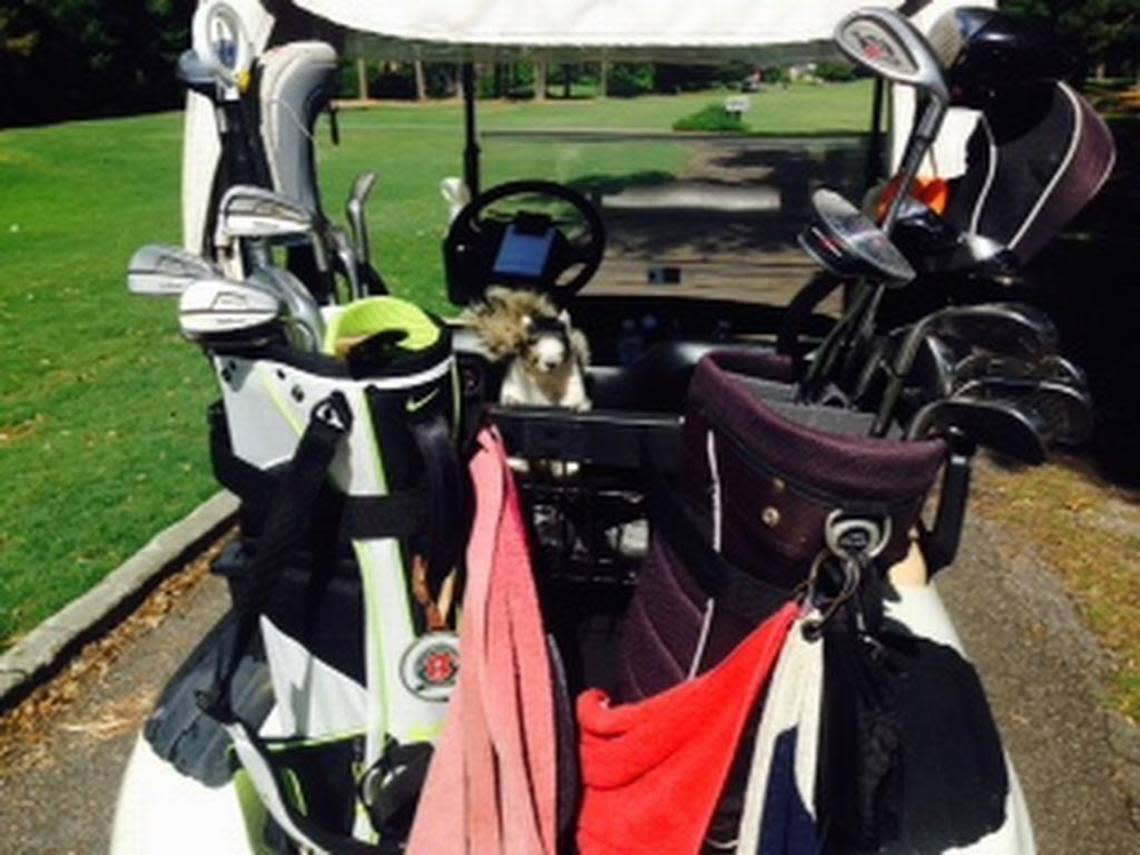 A fox squirrel hopped in Dan Adams’ golf cart during a round. “Can I play through?”