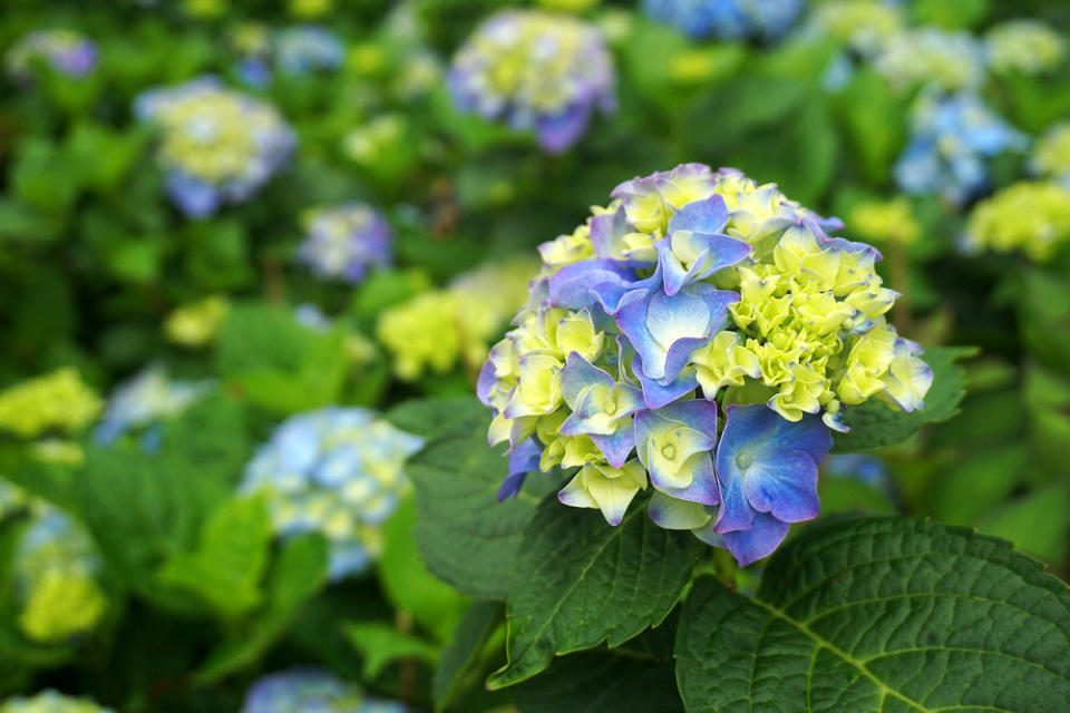 繡球花(Photo Credit:joan_312pi@pixabay.com, License CC0，圖片來源：https://pixabay.com/zh/photos/flower-hydrangea-flowers-4129144/)
