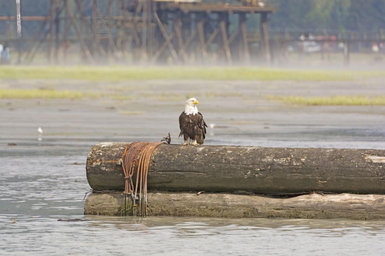 Bald Eagle Sitting on Logs in a Harbor in Stewart, BC