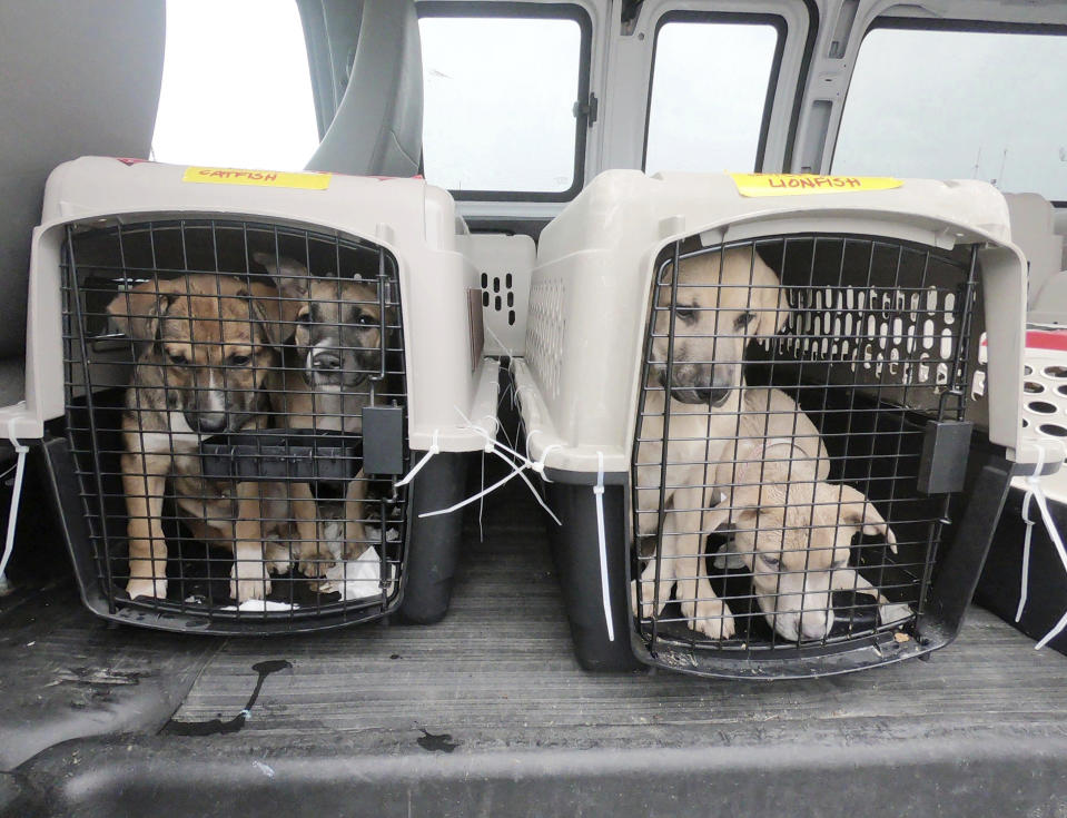 Puppies await transport to the Berkshire Humane Society after a plane full of a few dozen puppies arrived at Pittsfield Municipal Airport in Pittsfield, Mass., Wednesday, Oct. 7, 2020, from Mobile, Ala., ahead of Tropical Storm Delta to make room in the shelters affected by the storm. Some of the dogs will go to the Berkshire Humane Society and others will go to the Montgomery SPCA in New York. Once medically cleared, the dogs will be available for adoption to approved homes. (Ben Garver/The Berkshire Eagle via AP)