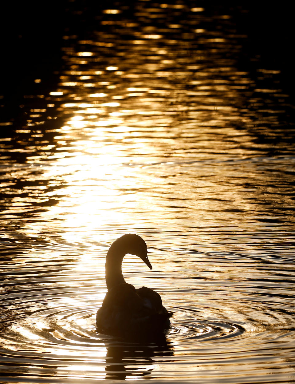 A black swan swims across the lake in St James Park in central London