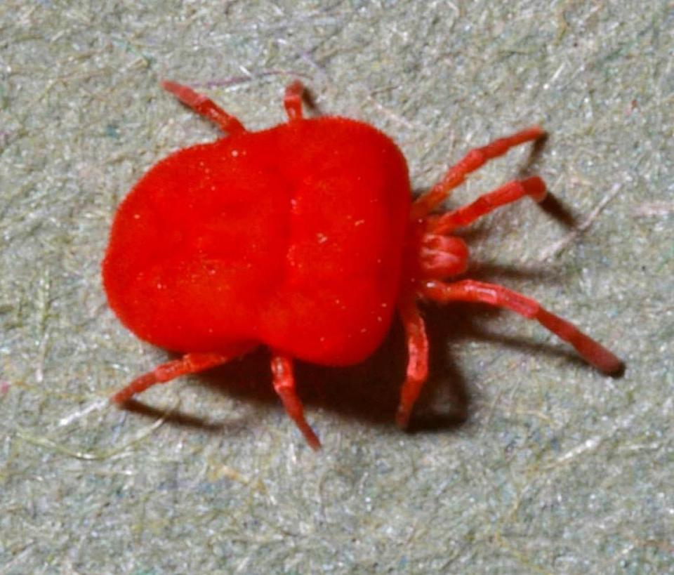 Chiggers, like the one seen in this Wikimedia Commons photo, feed off human skin cells.