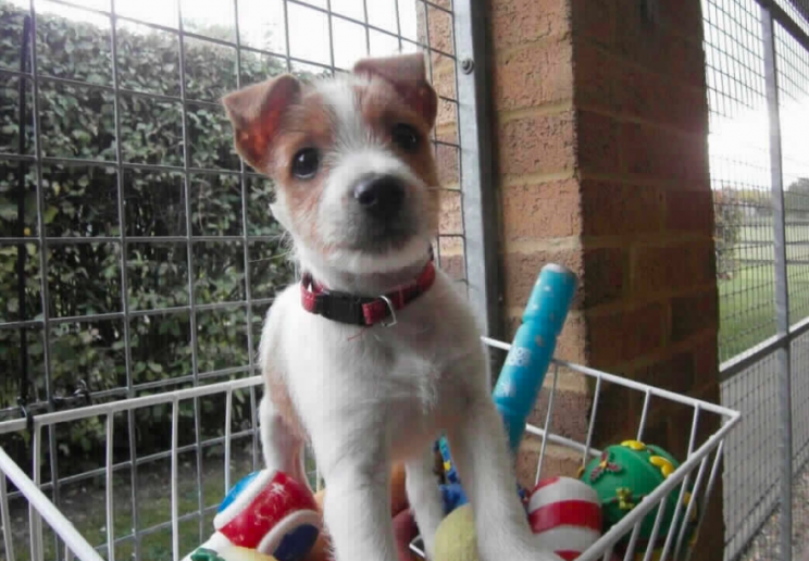 Cheeky Olly started off life as an abandoned puppy (Blue Cross)