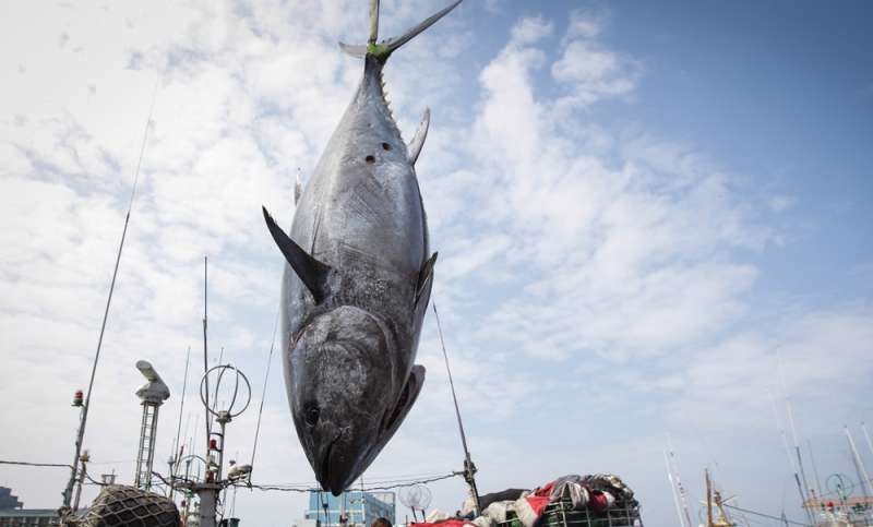 2019屏東黑鮪魚文化觀光季第一鮪確認，由琉球籍漁船「滿大豐2號」捕獲的黑鮪魚奪得今年黑鮪魚季「第一鮪」頭采！（屏東縣政府提供）