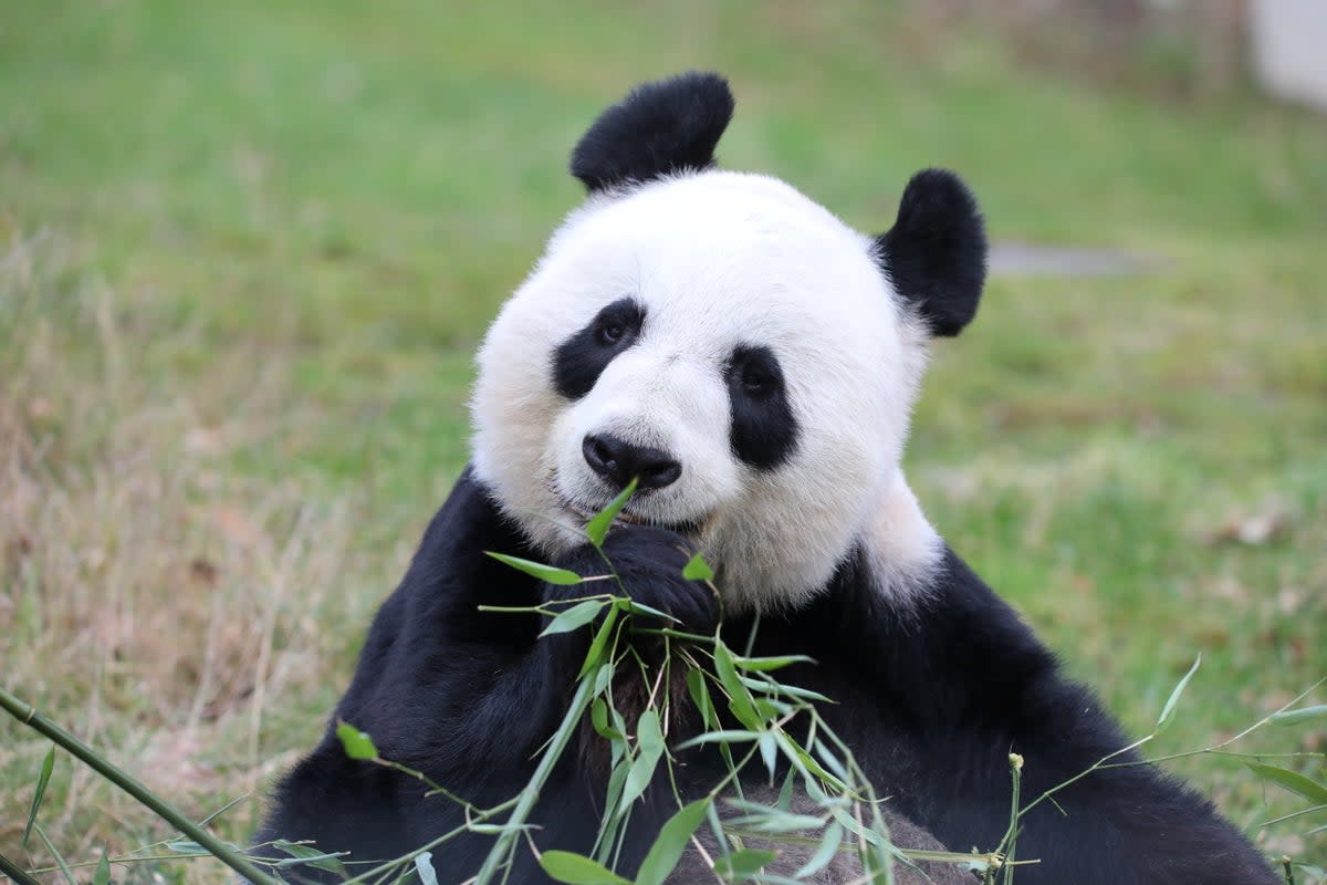 The pandas will return to China after 12 years (Edinburgh Zoo)
